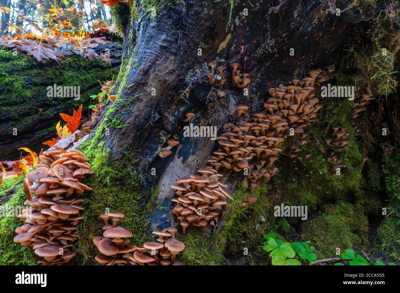 Wild mushrooms growing on the base of a tree trunk in Silver Falls State Park in Oregon Stock Photo