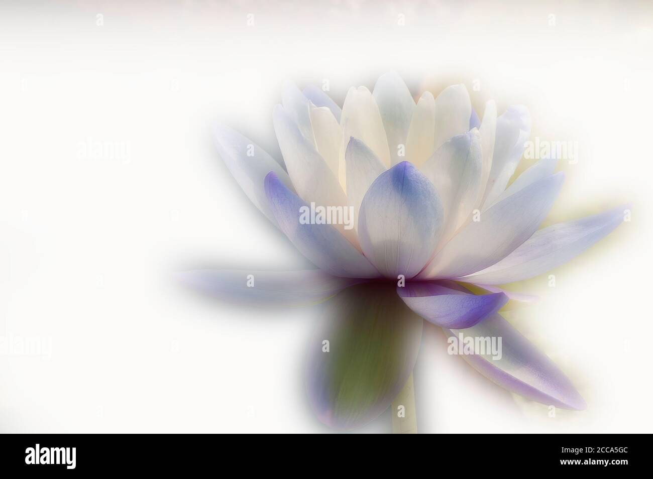 Copy space available in this soft focus digitally enhanced close up of a water lily in full bloom Stock Photo