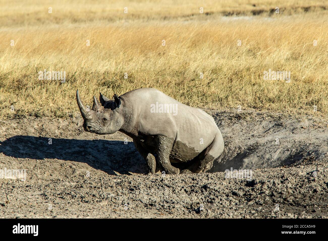 Black rhino defecatiing in a scrape hole after a mud bath. Stock Photo