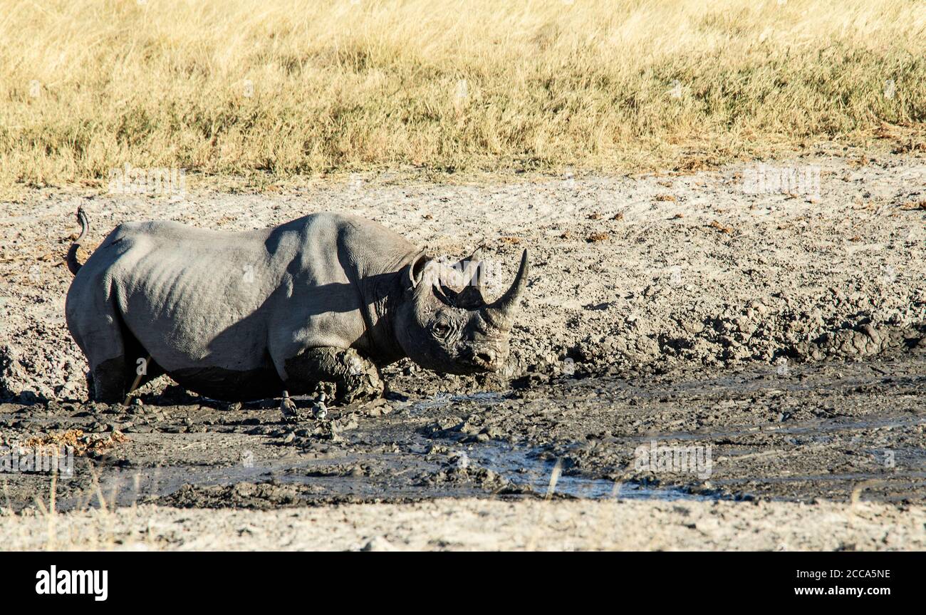 Black rhino enjoying a mud wallow on the the Estosha savannah Stock Photo