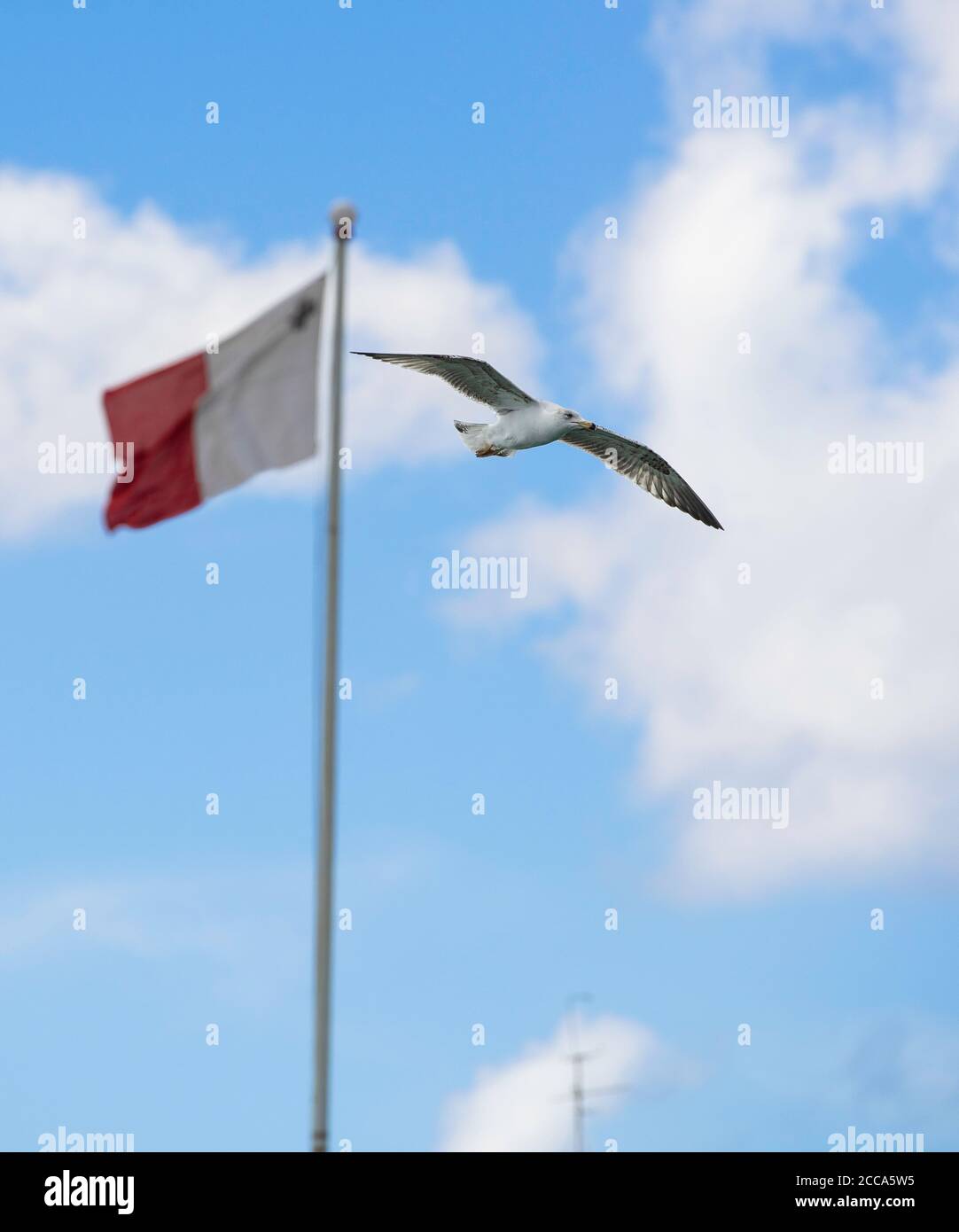 Maltese flag and white seagull flying in the blue sky background. Malta flag Stock Photo