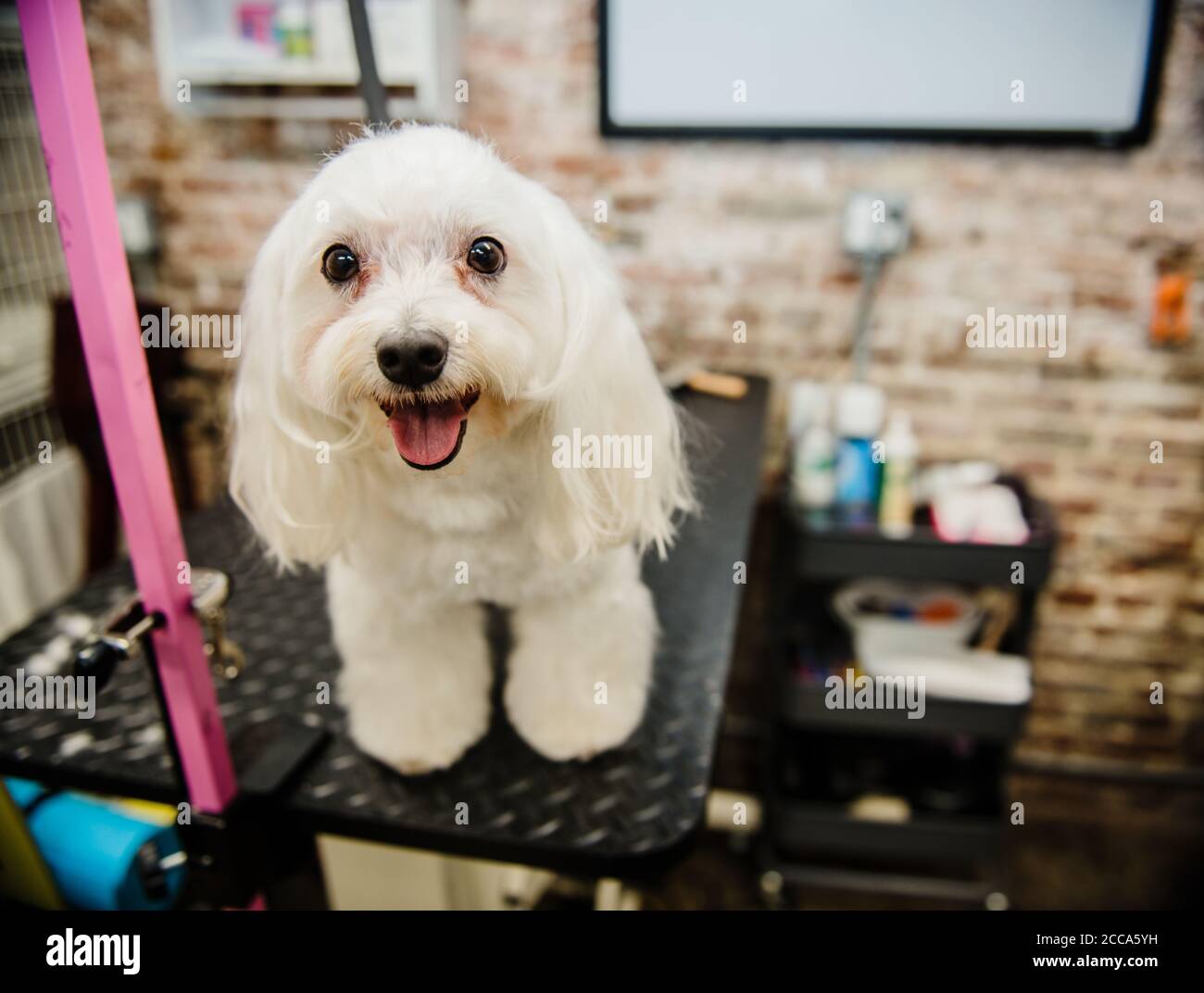 Dog about to be groomed Stock Photo Alamy