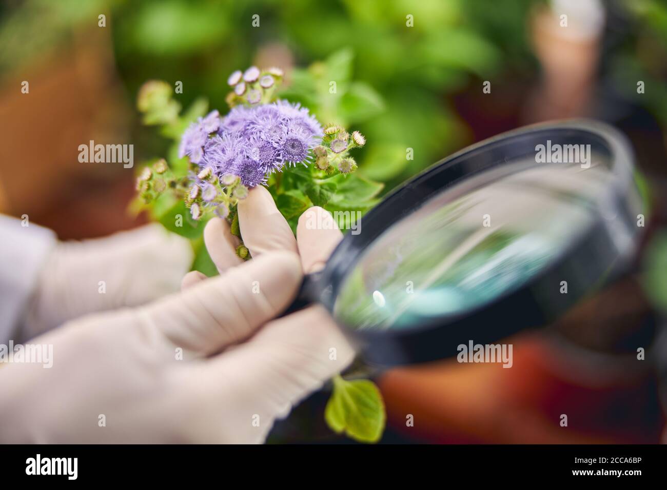 Botanist with a flowering plant and an optical device Stock Photo