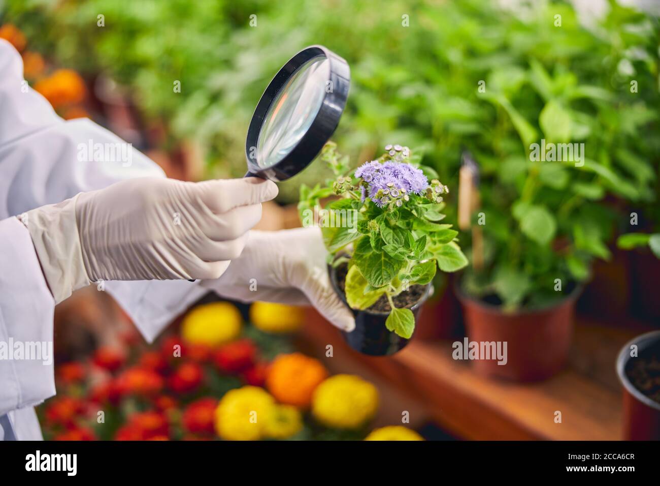 Biologist with a flowering plant and a magnifier Stock Photo