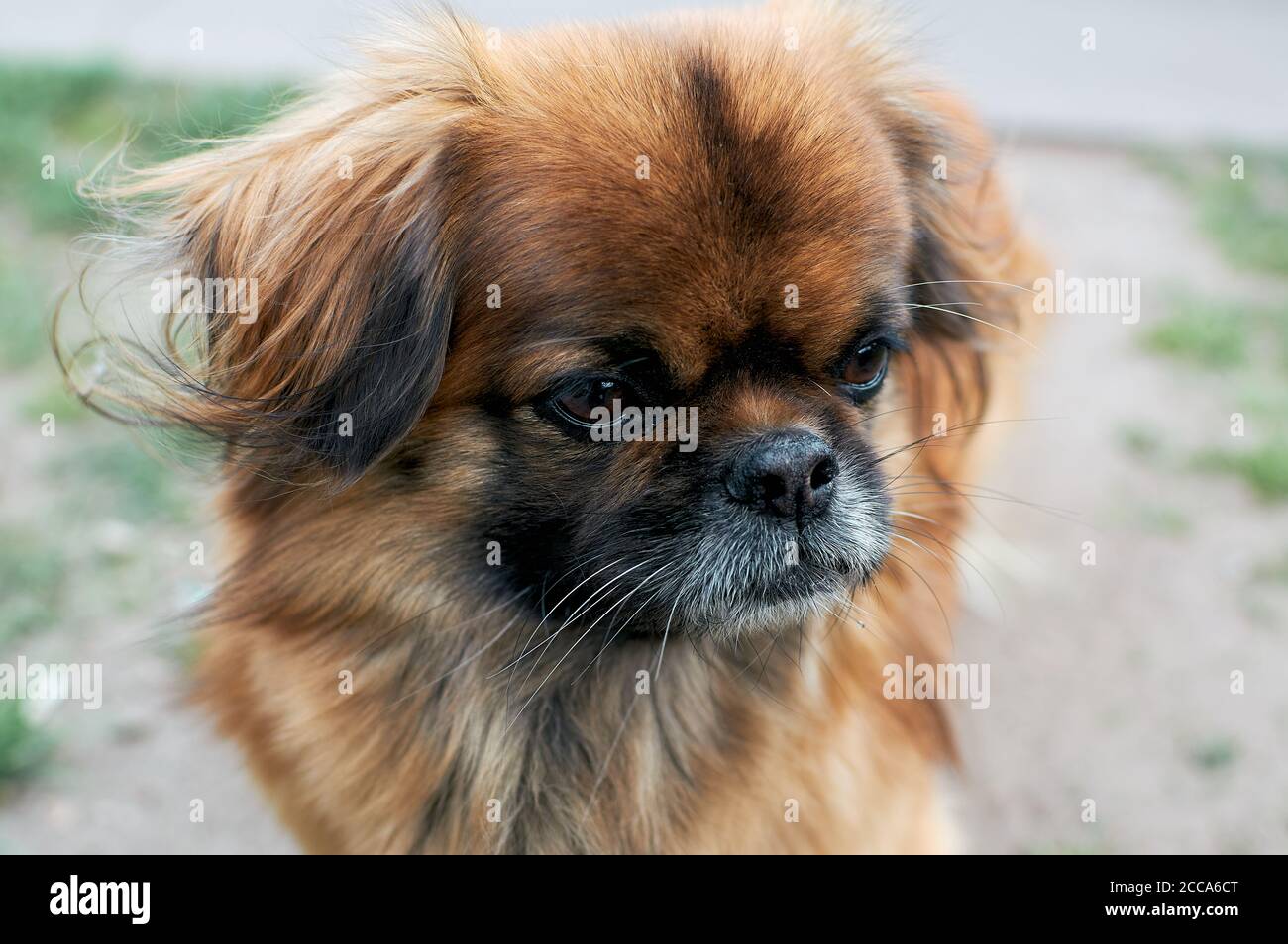 Small breed dog, Pekingese. Portrait of a pet. Sad look of an adult Pekingese. A dog is man's best friend, small breeds for the house Stock Photo