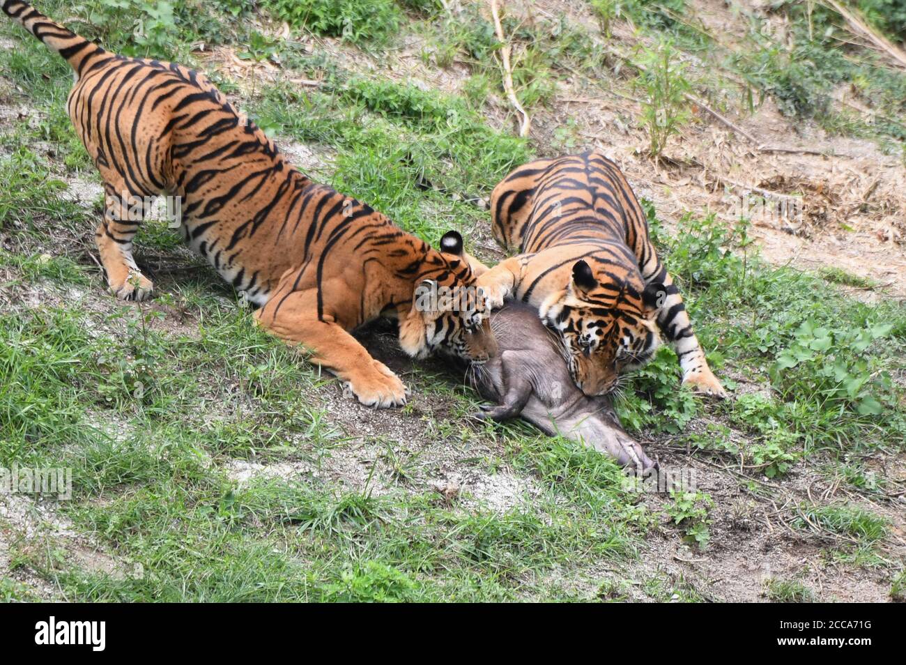 Longyan, China's Fujian Province. 19th Aug, 2020. Two South China Tigers hunt in the Meihua Mountains Nature Reserve in Longyan, southeast China's Fujian Province, Aug. 19, 2020. Meihua Mountains is known as the home of the South China Tiger, one of the world's most endangered animals. Credit: Lin Shanchuan/Xinhua/Alamy Live News Stock Photo