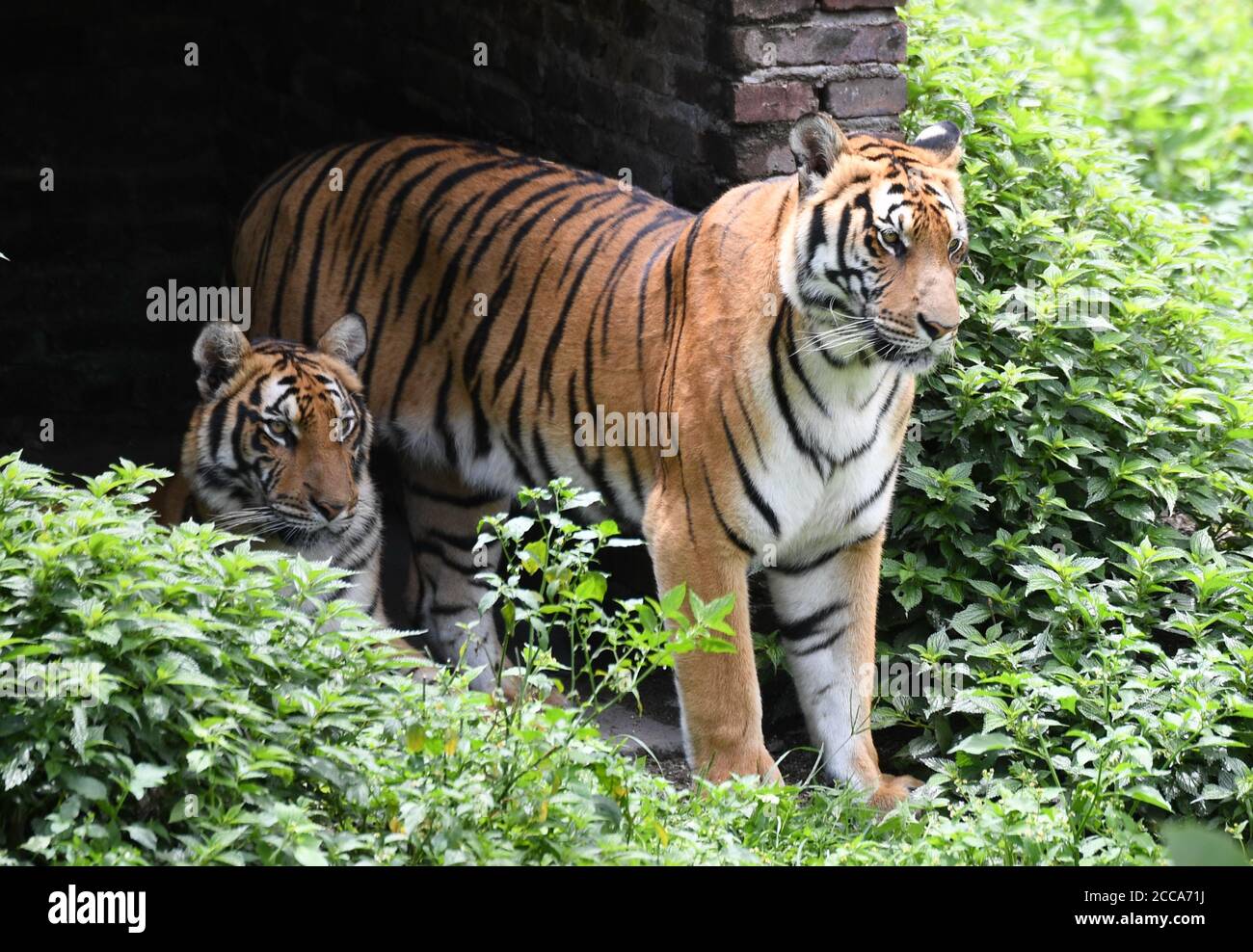 Longyan, China's Fujian Province. 19th Aug, 2020. South China Tigers are seen in the Meihua Mountains Nature Reserve in Longyan, southeast China's Fujian Province, Aug. 19, 2020. Meihua Mountains is known as the home of the South China Tiger, one of the world's most endangered animals. Credit: Lin Shanchuan/Xinhua/Alamy Live News Stock Photo