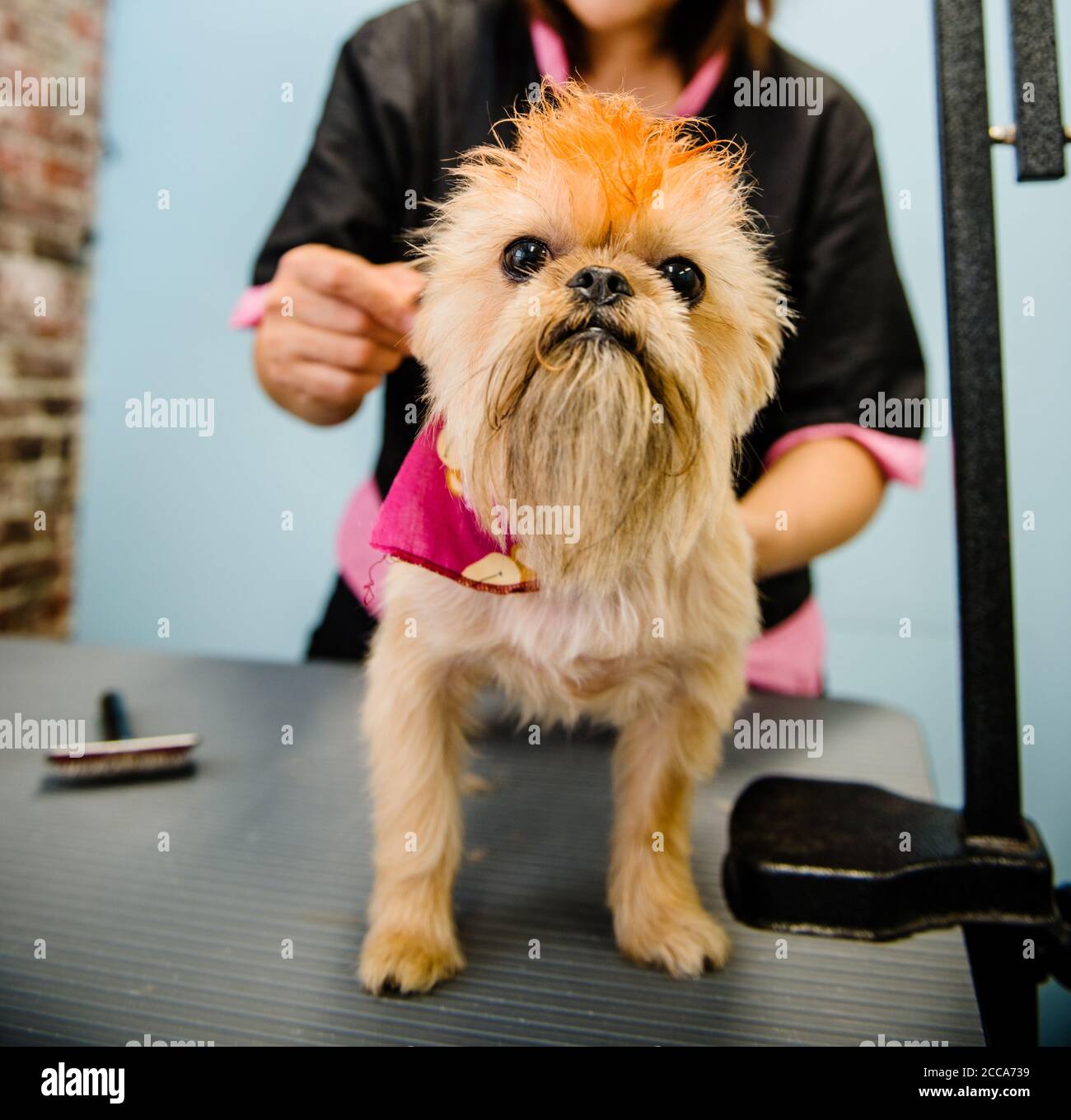 Terrier being groomed Stock Photo