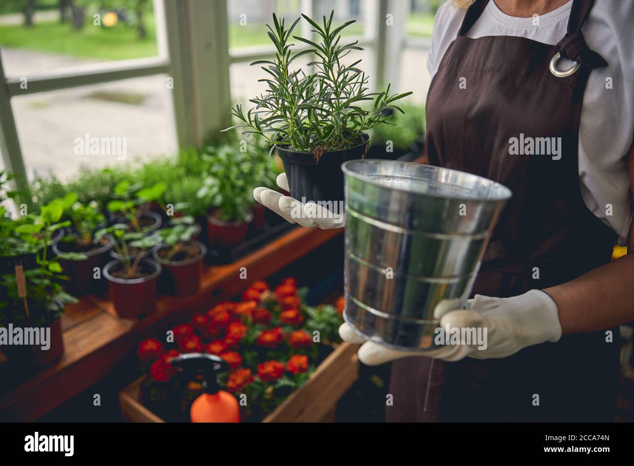 Caucasian woman demonstrating a potted rosemary seedling Stock Photo