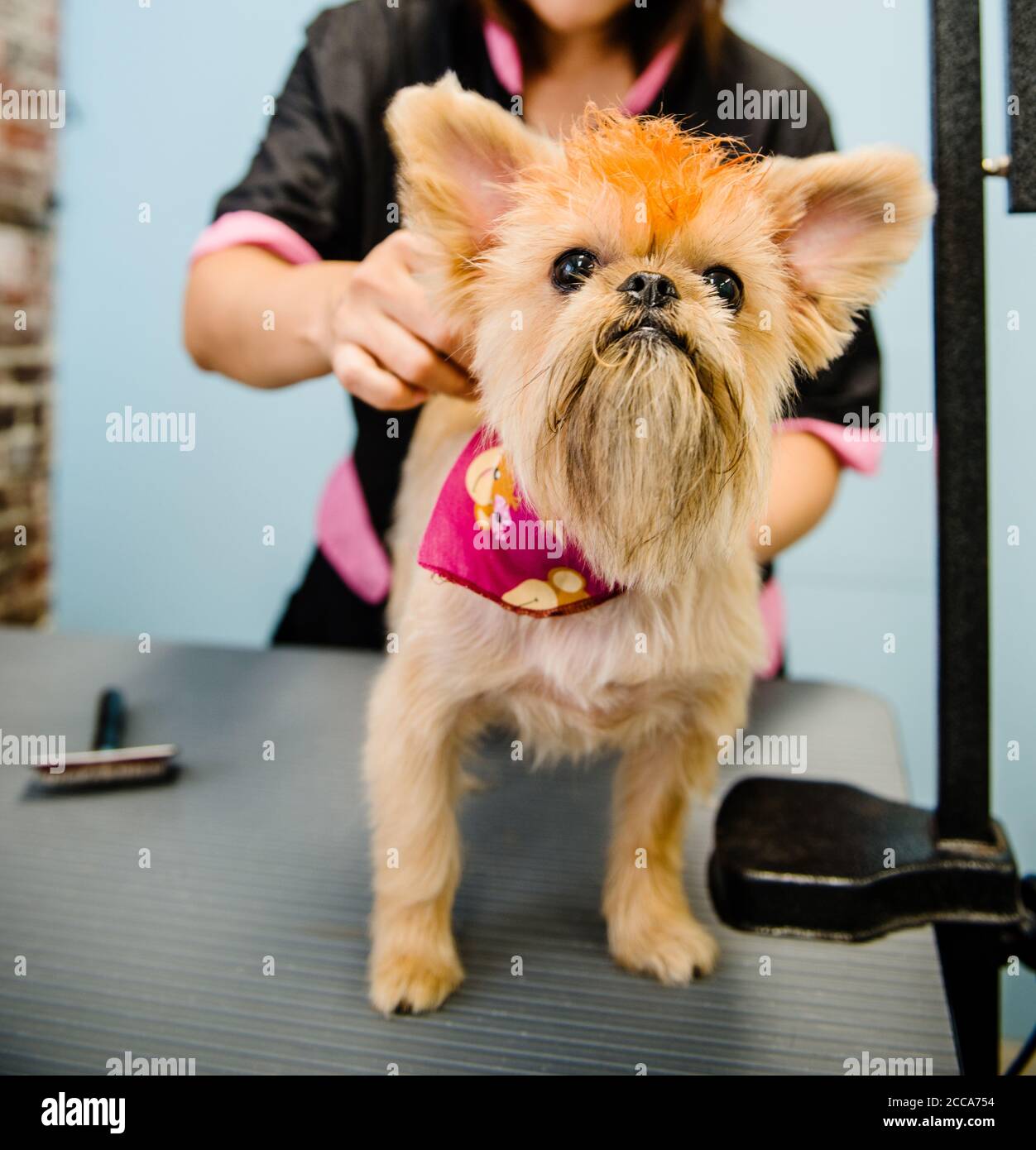 Terrier being groomed Stock Photo