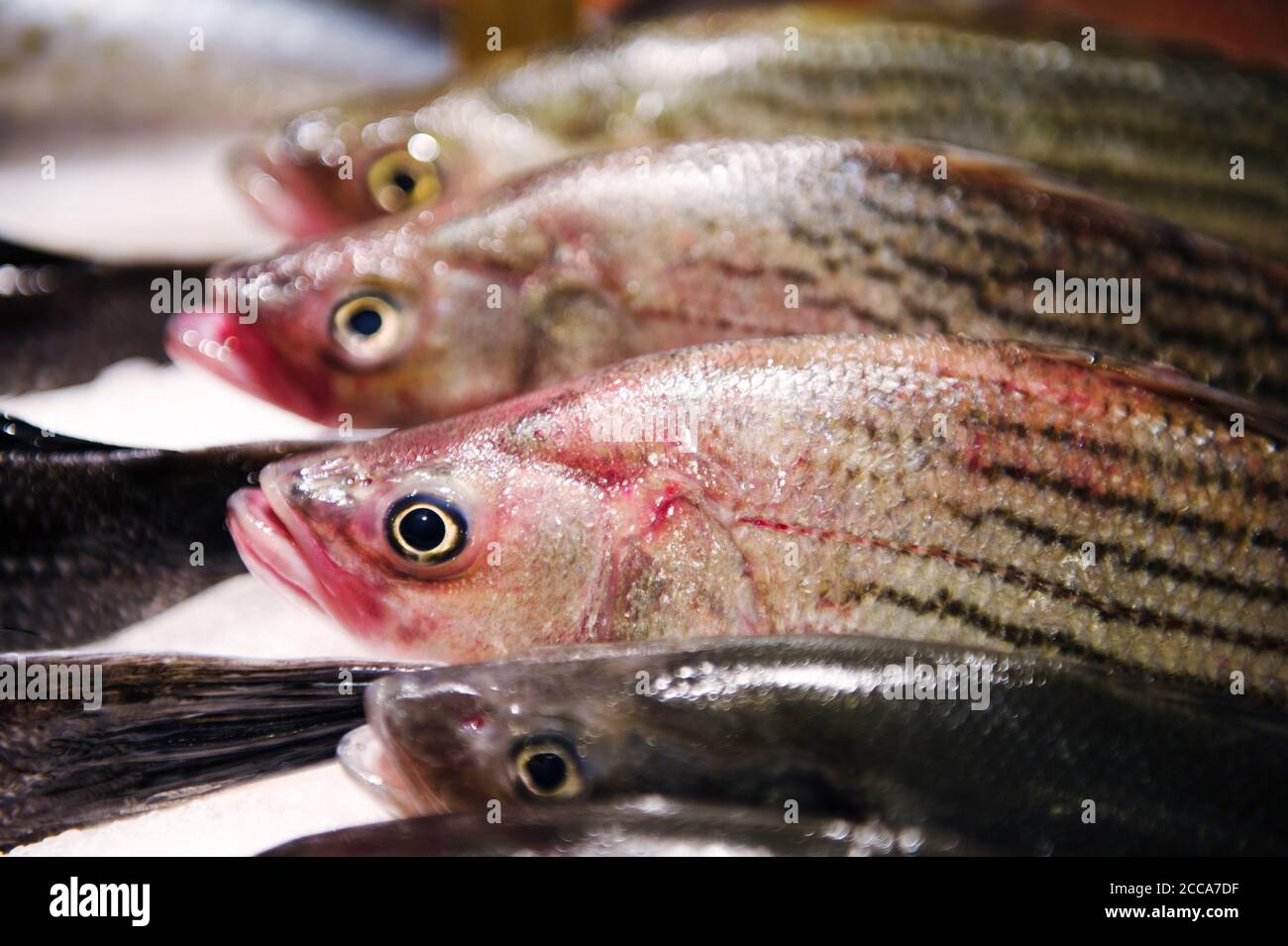 Fresh fish for sale at a fish market Stock Photo Alamy