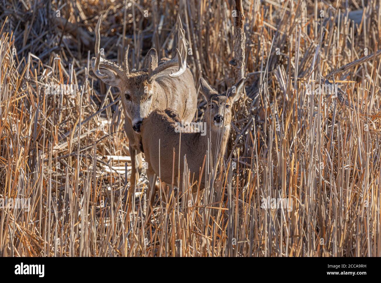 Whitetail Deer Buck and Doe in Rut Stock Photo - Alamy