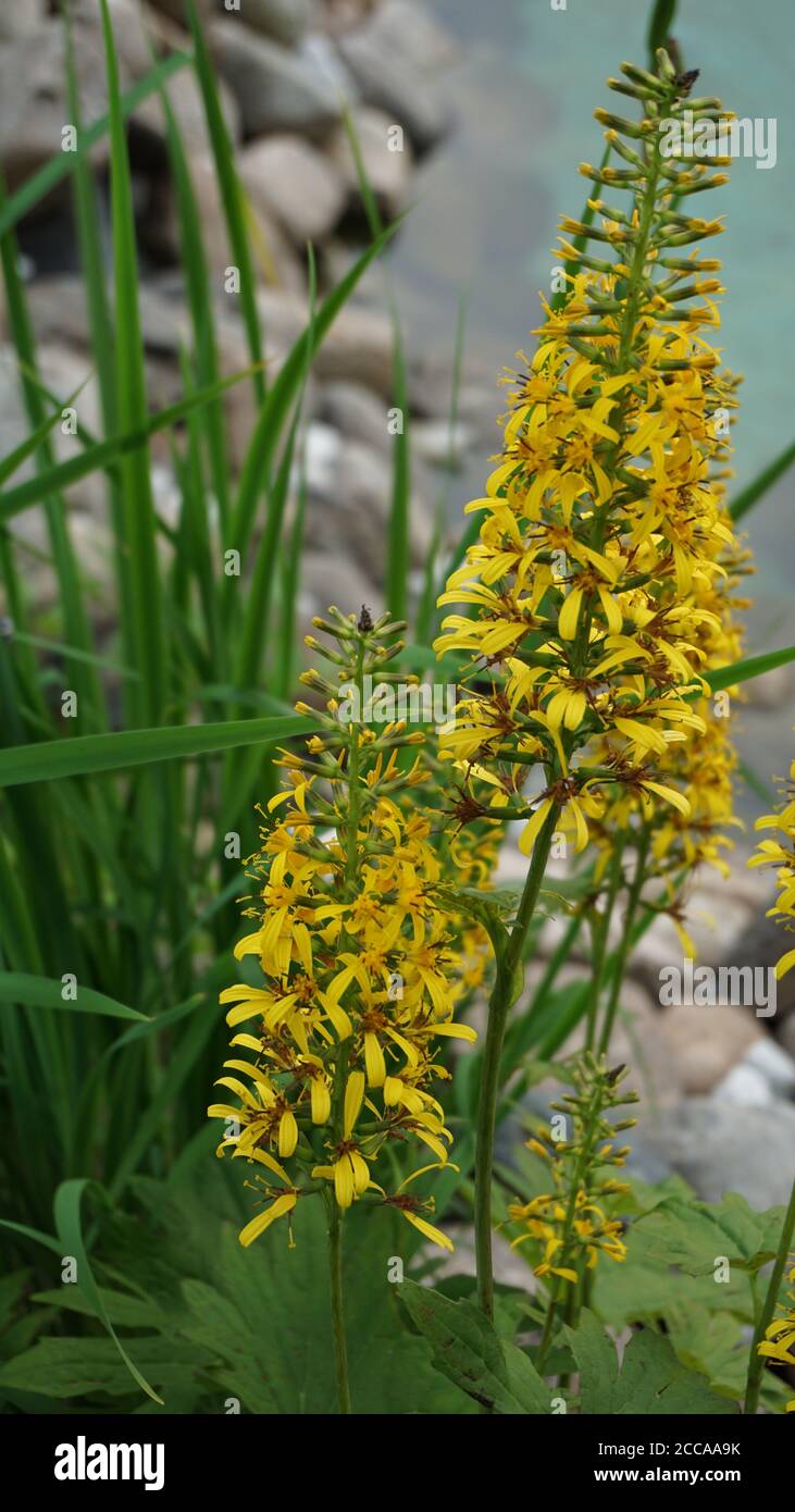 Yellow Ligularia with small flowers on the shore of a blue pond Stock Photo
