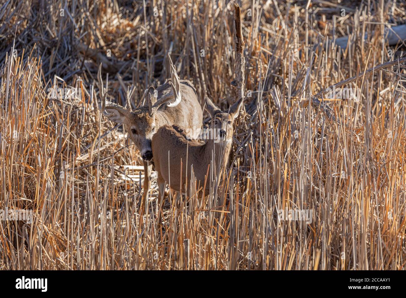 Whitetail Deer Buck and Doe in Rut Stock Photo - Alamy