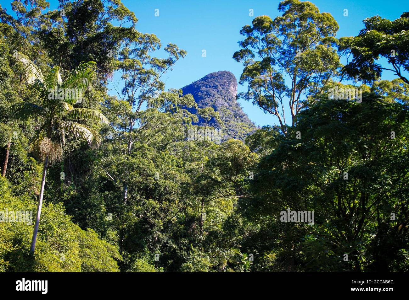 Gondwana rainforests of australia hires stock photography and images