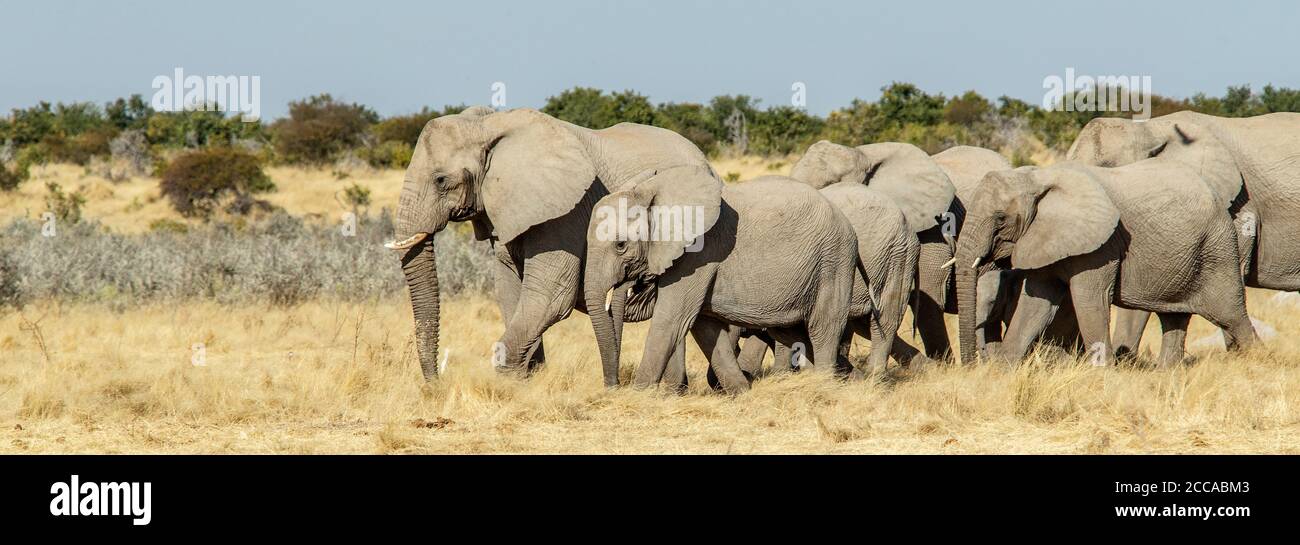 A large breeding herd of African elephants moving across the savanna in Etosha. Stock Photo