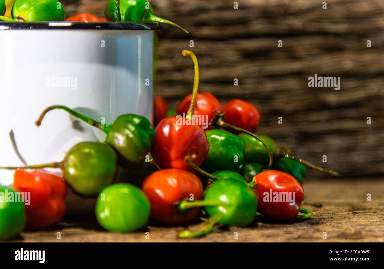 Goat pepper (Capsicum chinense). Smelling peppers used in Brazilian