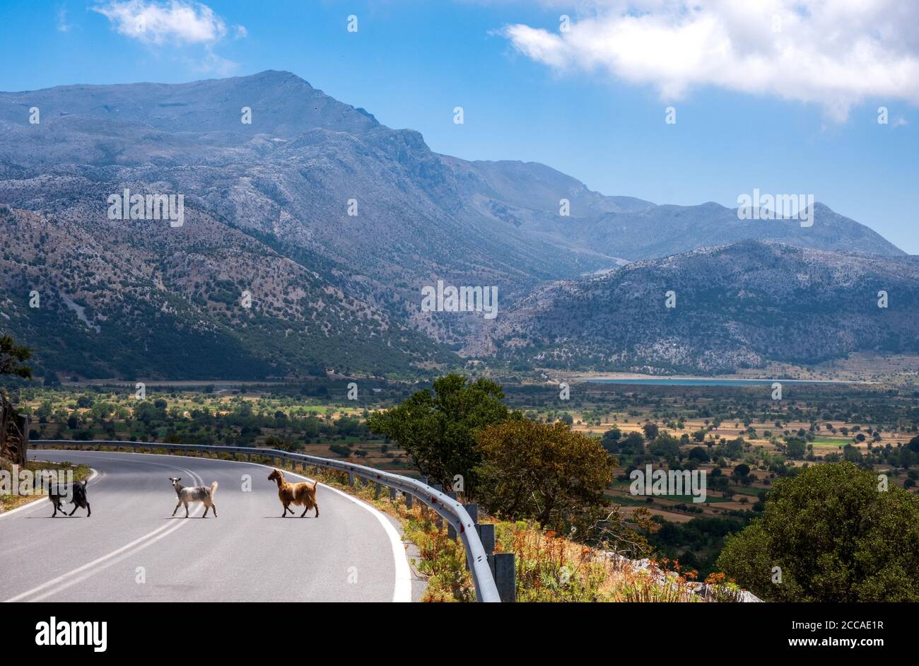 Goats on Lasithi Plateau, Crete, Greece Stock Photo