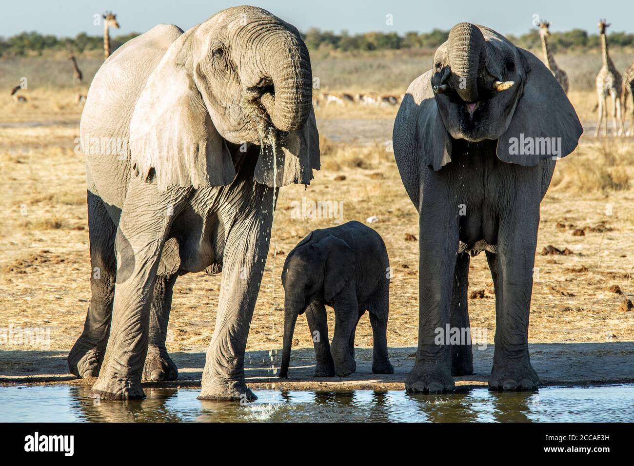 A pair of African elephants drinking at a waterhole in Etosha with a youngster, who hasn't yet learned to drink with his trunk, between them. Stock Photo