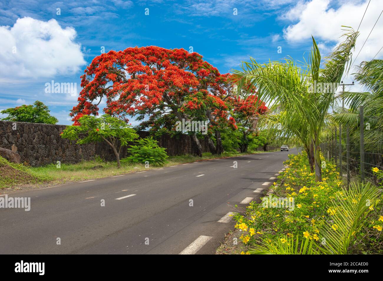 Tropical exotic plants and palm trees. Mauritius Island landscape Stock Photo