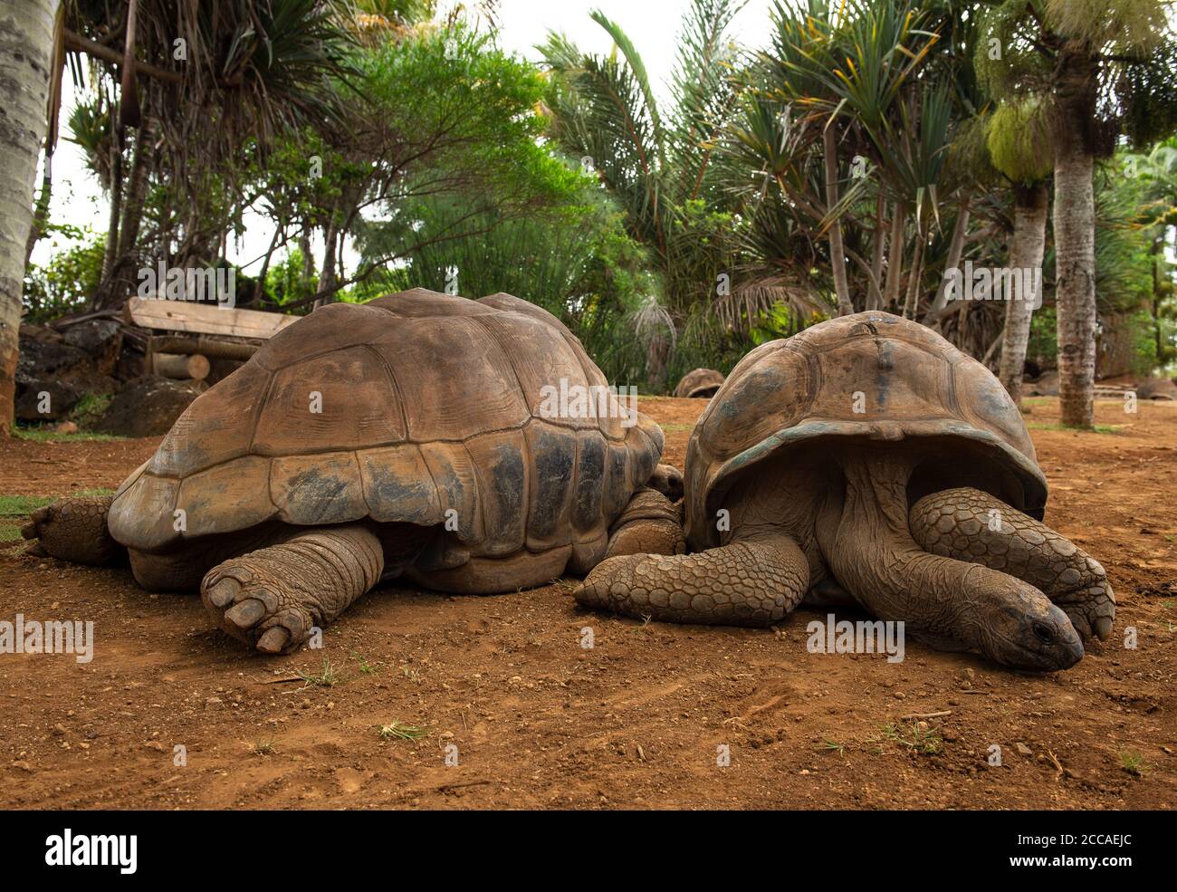 Giant turtles (Dipsochelys gigantea) under the palm trees in tropical park in Mauritius Stock Photo