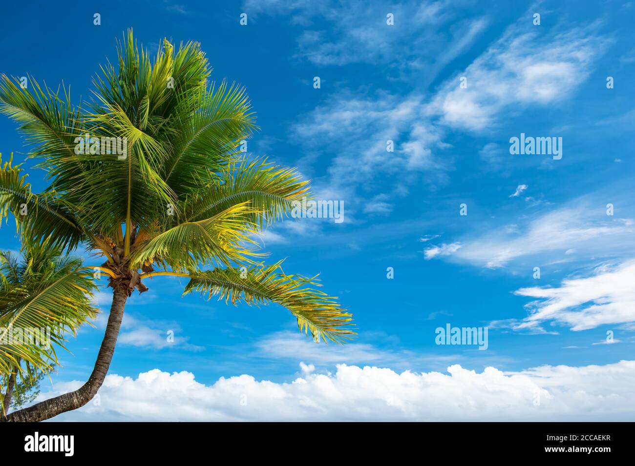Blue sky green palm trees hi-res stock photography and images - Alamy