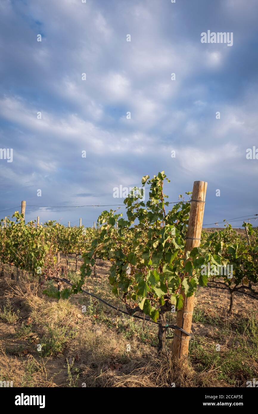 Green vineyards by the sea at Mas Marés. Natural Park of Cap de Creus. Girona province. Catalonia. Spain. Stock Photo
