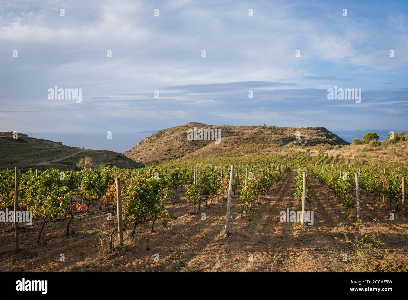 Green vineyards by the sea at Mas Marés. Natural Park of Cap de Creus. Girona province. Catalonia. Spain. Stock Photo