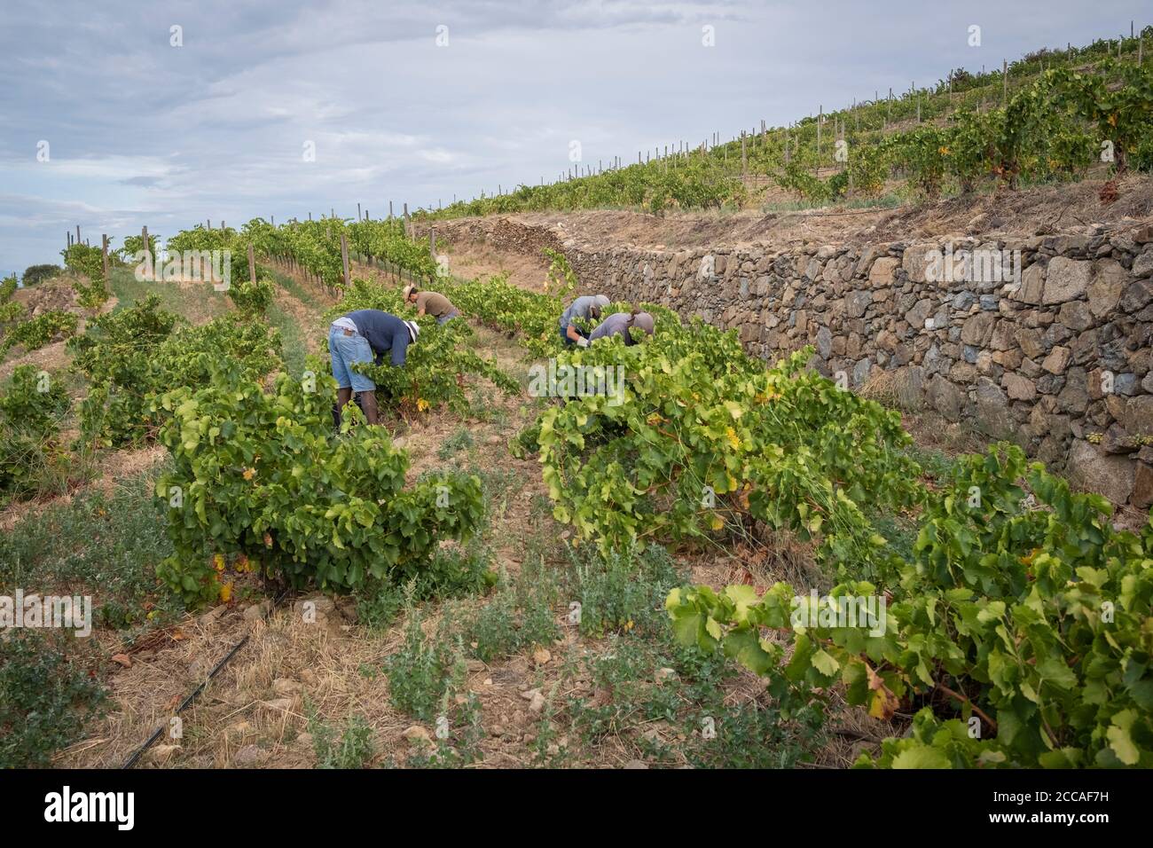 Grape harvest at Mas Marés. Natural Park of Cap de Creus. Girona province. Catalonia. Spain. Stock Photo