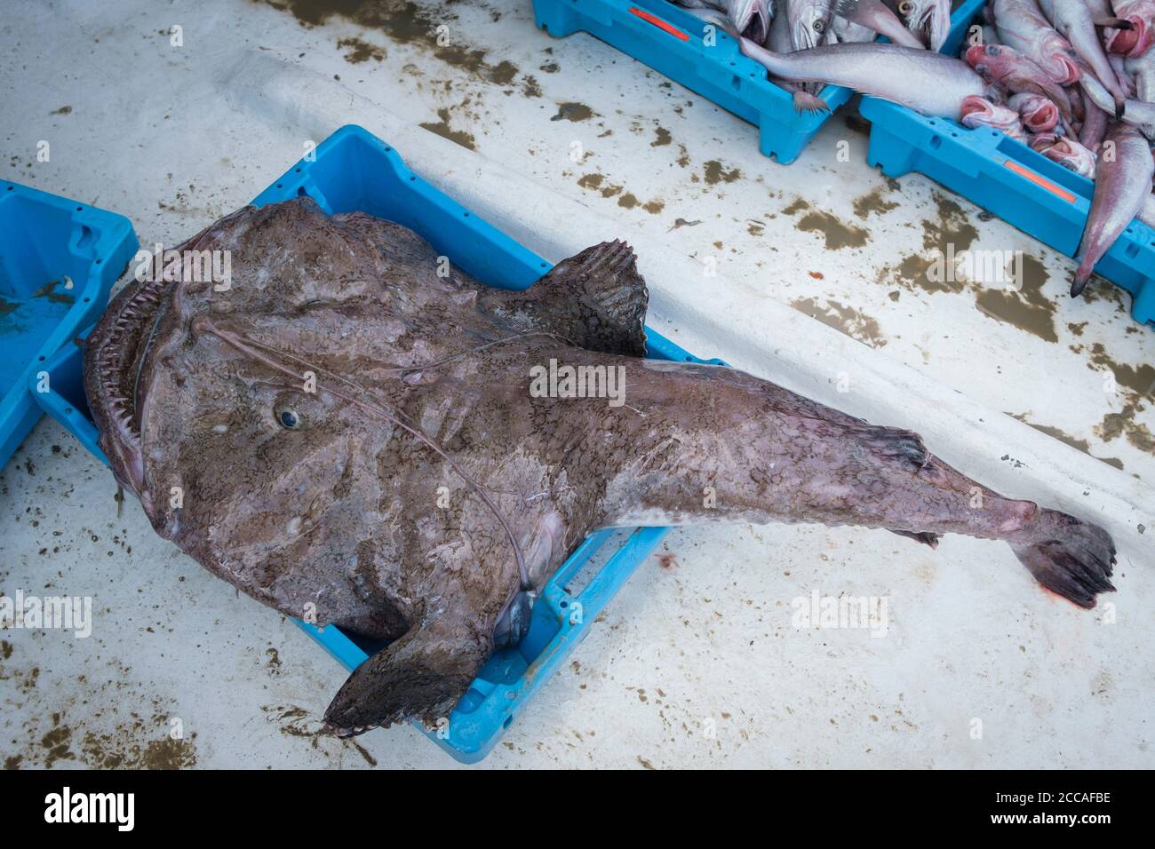 Freshly caught Angler fish (Lophius piscatorius) ready to be unloaded at the dock in the port of Palamós. Costa Brava. Catalonia. Spain. Stock Photo