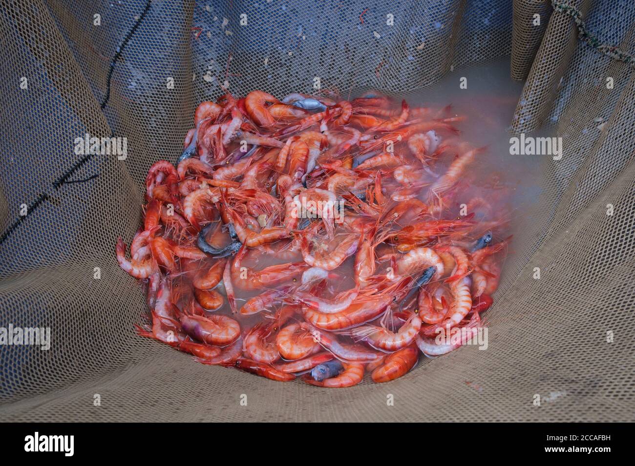 Freshly caught prawns (Aristeus antennatus) ready to be unloaded at the dock in the port of Palamós. Costa Brava. Catalonia. Spain. Stock Photo