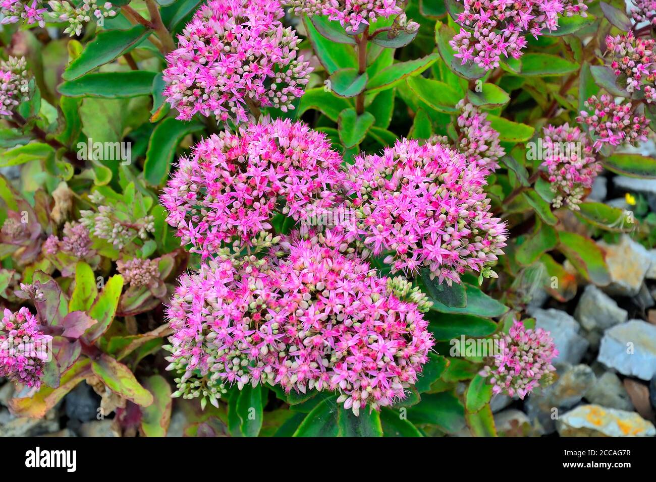 Bright bush with pink Inflorescences of succulent Sedum flowers close-up, lat. (Hylotelephium spectabile) - beautiful decorative plant for garden land Stock Photo