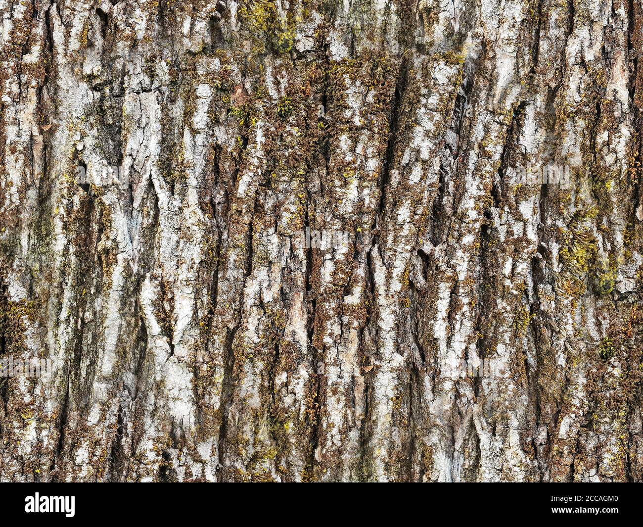 Texture of the white bark of a tree with green moss and lichen, as seamless background Stock Photo