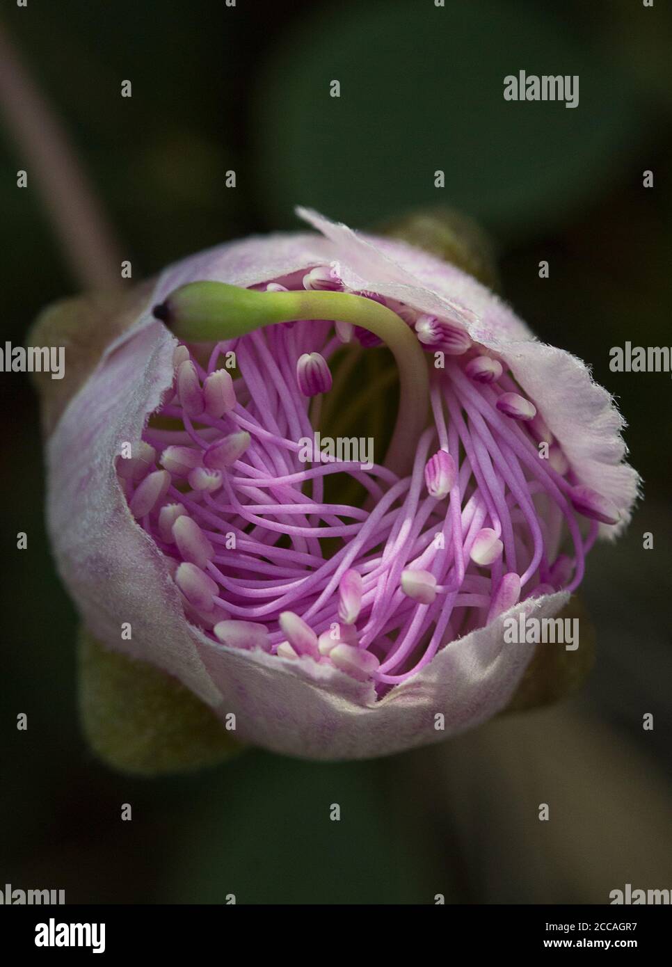 A flower on a Caper bush opening (Capparis spinosa) to show the intricate interior Stock Photo
