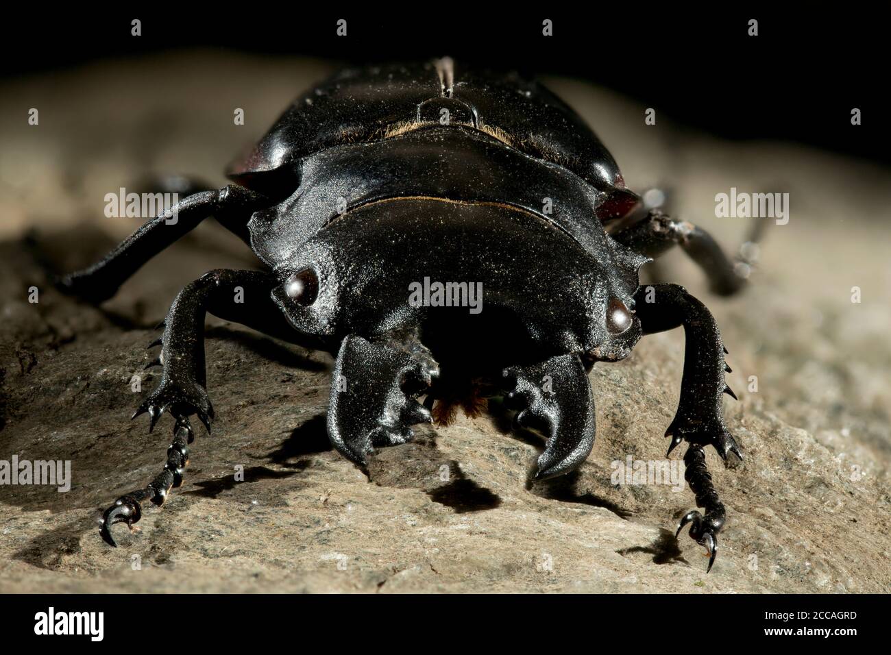 Odontolabis is a genus of beetles belonging to the family Lucanidae. Stock Photo