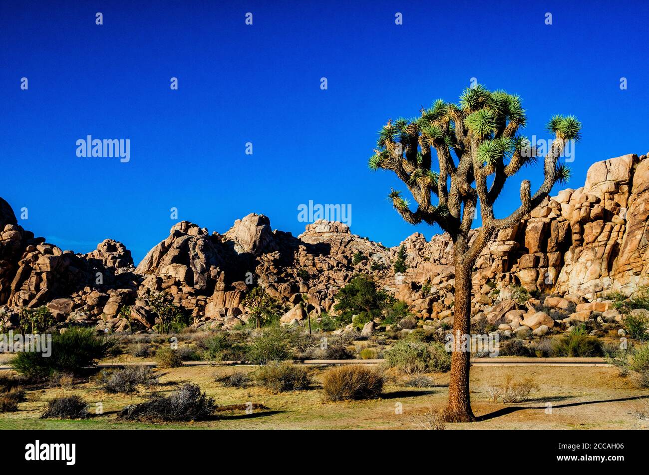 Us national park service joshua tree hi-res stock photography and ...