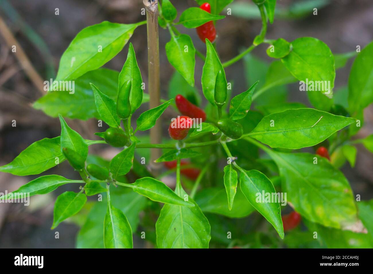 close-up photo of small and spice chilli peppers Stock Photo - Alamy