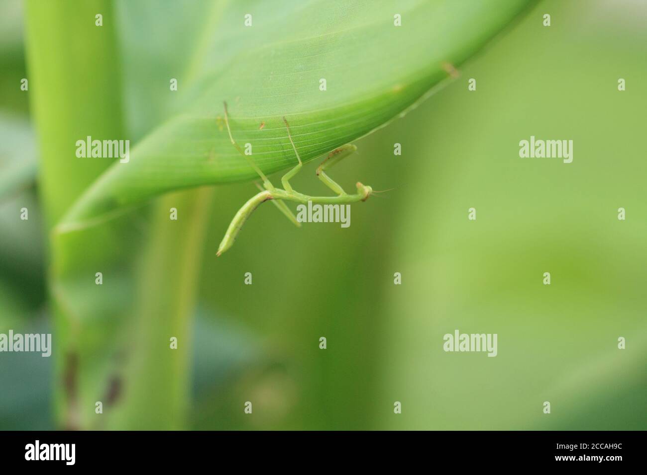 Praying Mantis insect hanging on green plant upside down Stock Photo