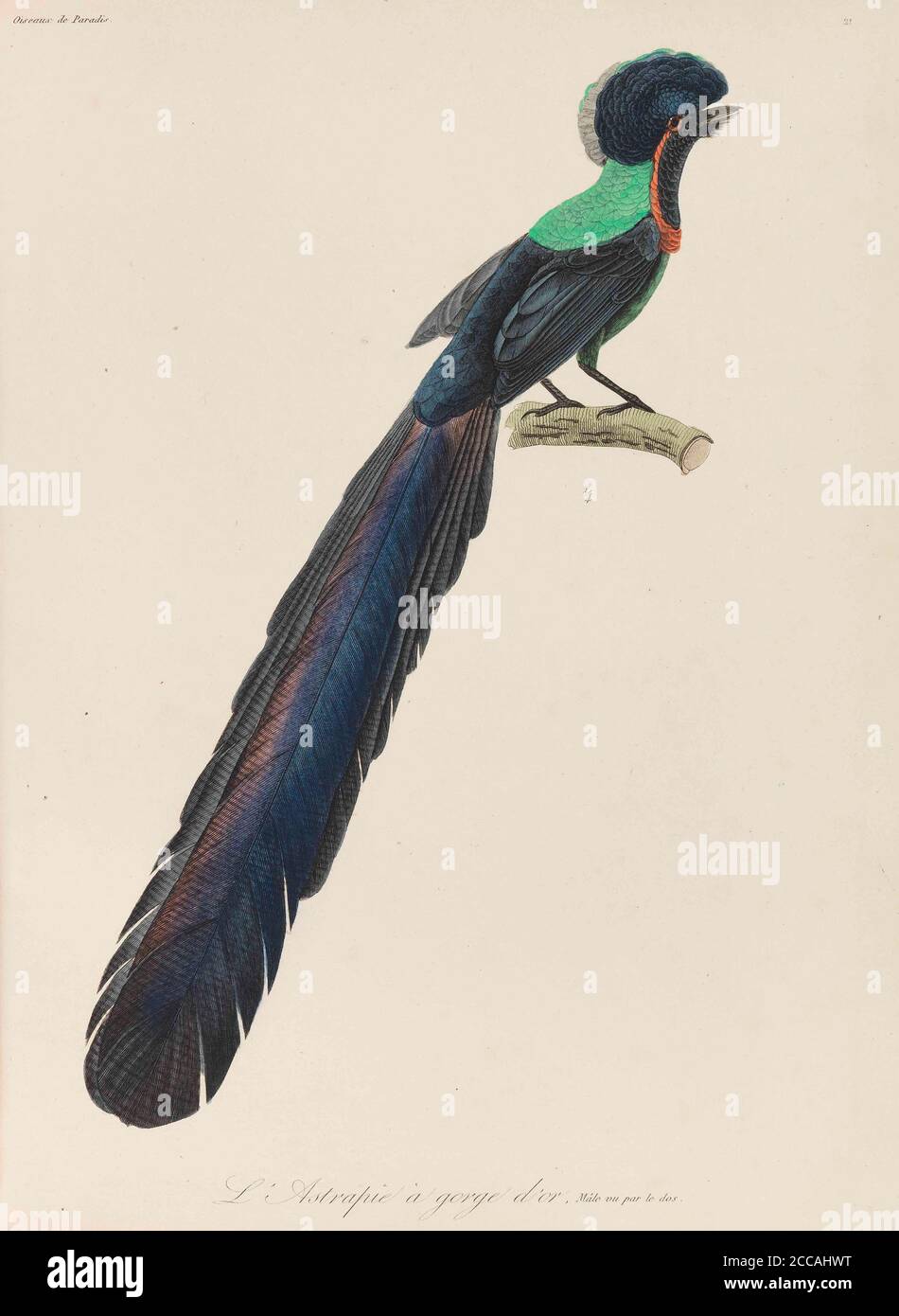 Bird-of-paradise. Museum: PRIVATE COLLECTION. Author: René Primevère Lesson. Stock Photo