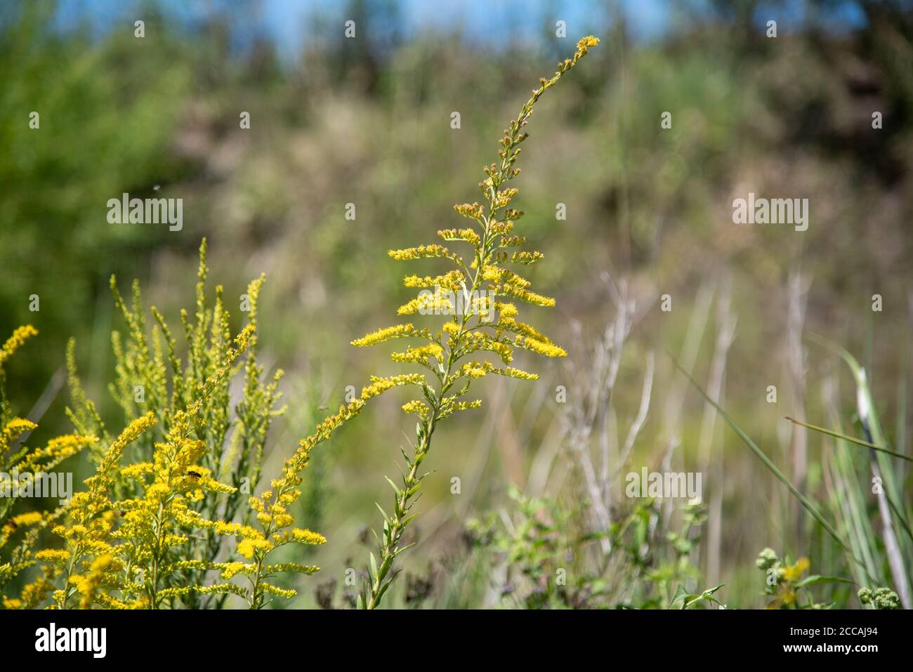 Solidago chilensis shrubs. Very showy invasive plant, weed of pastures, vacant lots, roadsides and occasionally perennial crops, orchards and coffee p Stock Photo