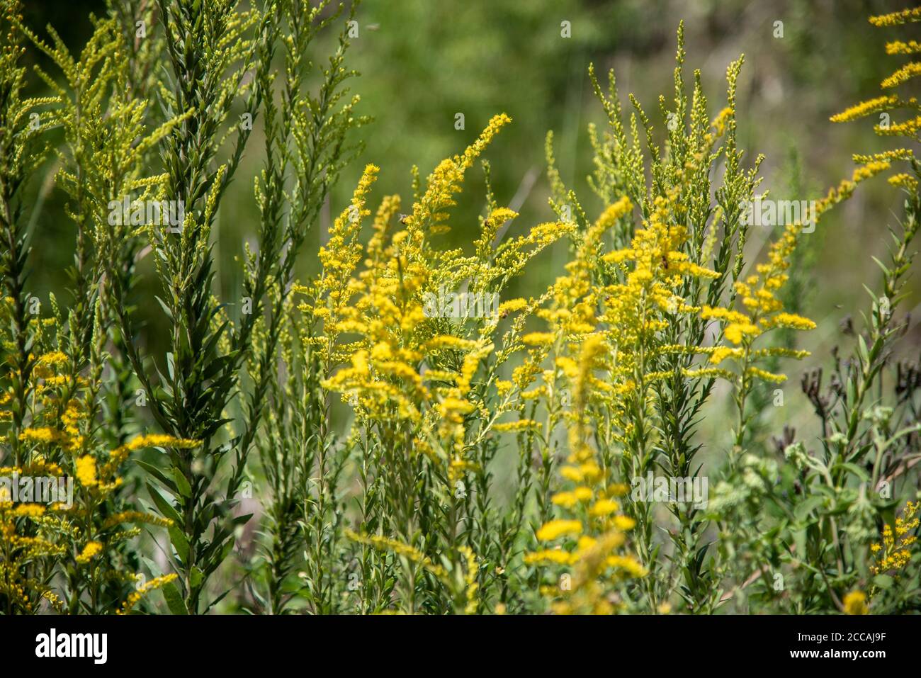 Solidago chilensis shrubs. Very showy invasive plant, weed of pastures, vacant lots, roadsides and occasionally perennial crops, orchards and coffee p Stock Photo