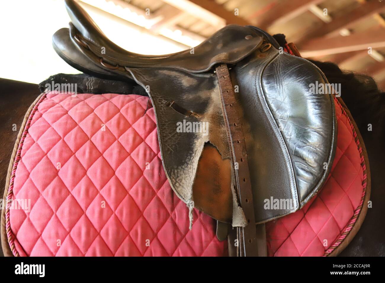 Old leather saddles horse with stirrups on a back of a saddle horse