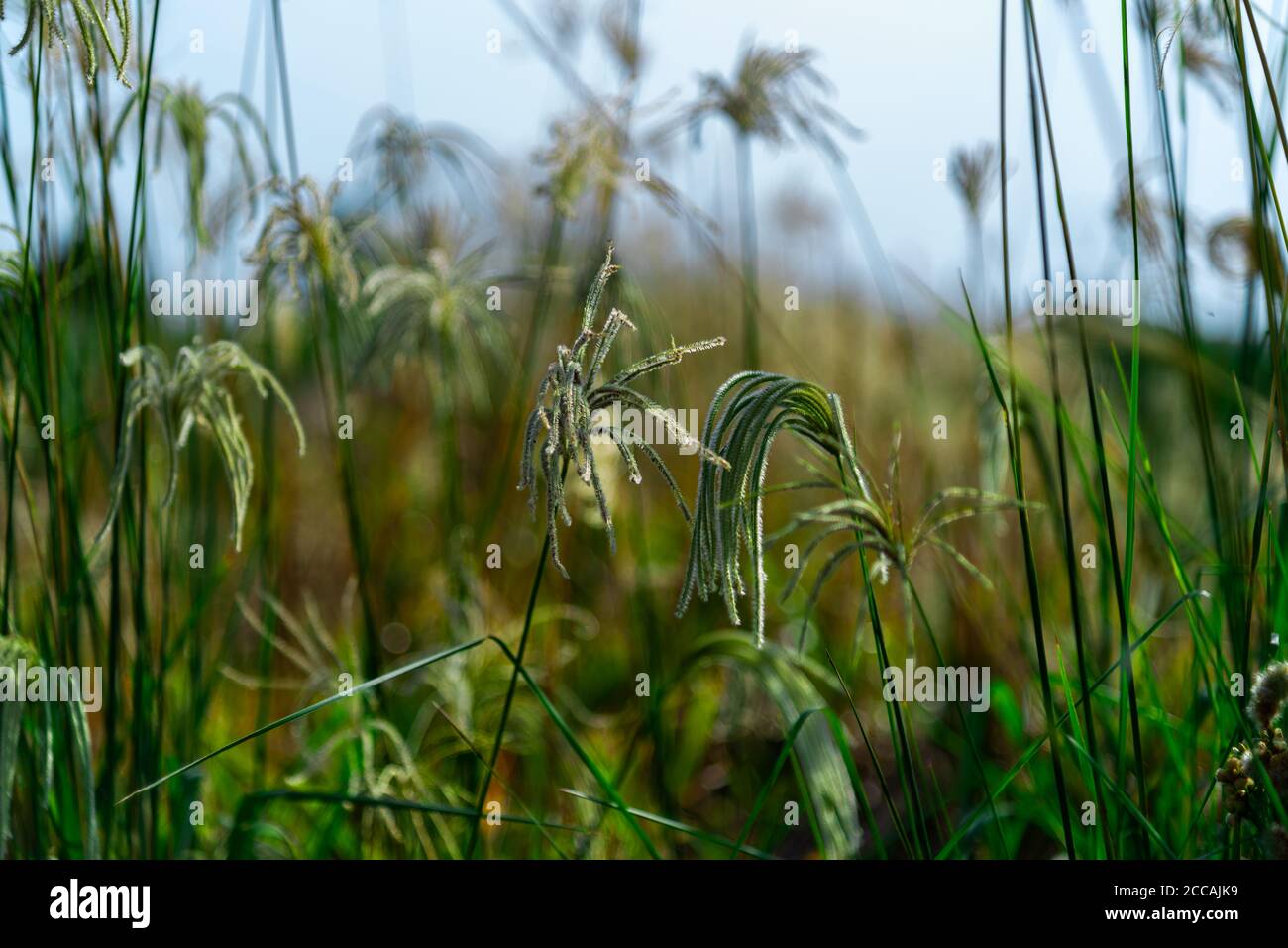 Invasive plant species. Botany. White grass, belonging to the Poaceae family, being native to the American continent. Perennial. Weed from summer crop Stock Photo