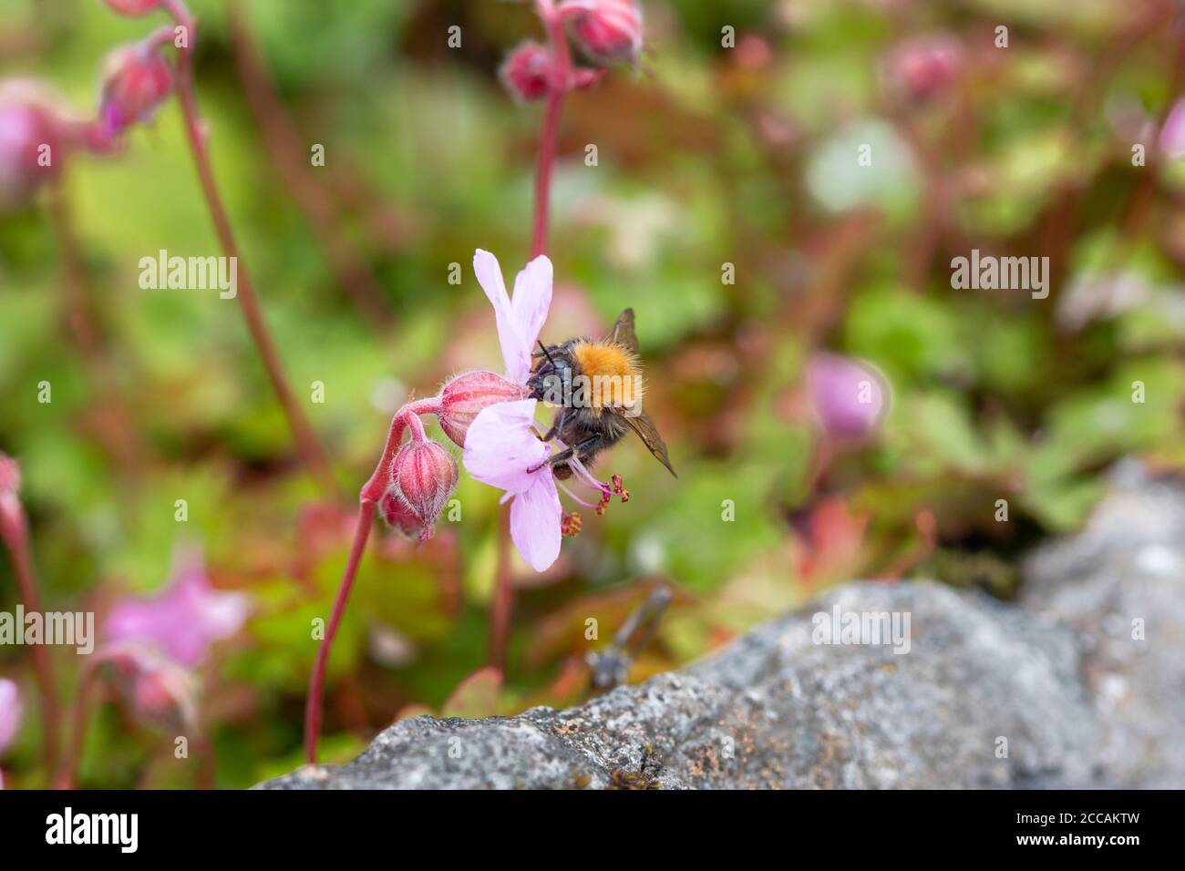 Bee on a flower, geranium dalmaticum Stock Photo