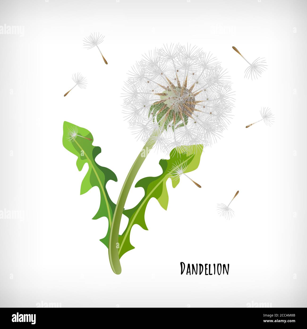 Dandelion plant with green leaves and flying seeds in the wind isolated on vignette background. Lettering Dandelion. Hand drawn herb icon. Element for Stock Vector