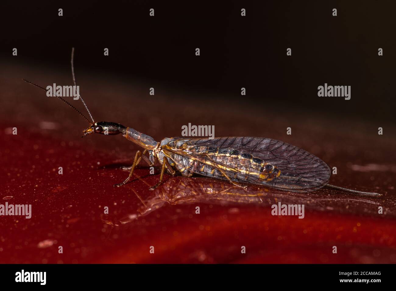 Snakefly (Agulla spec, likely Agulla assimilis) Stock Photo