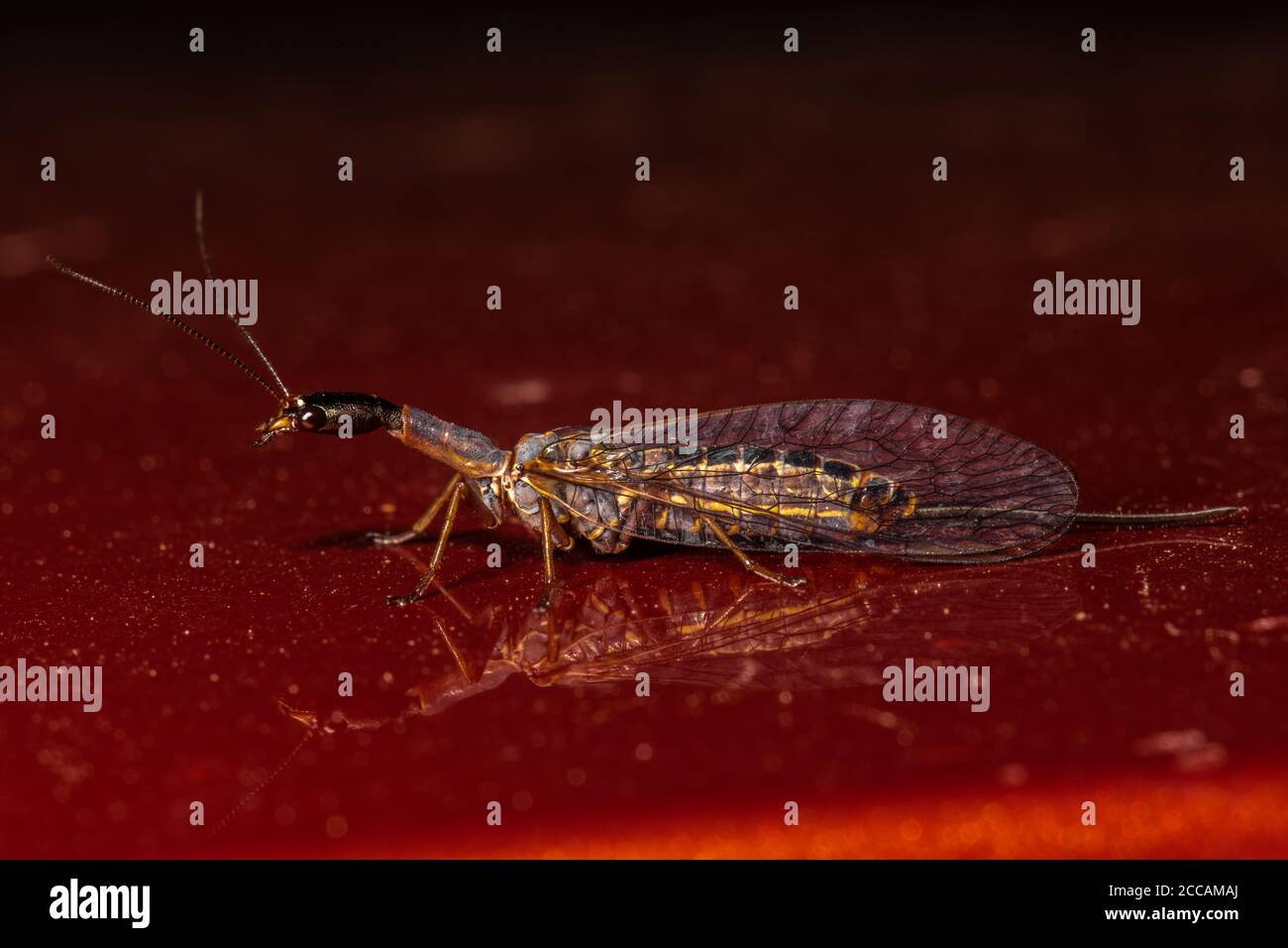 Snakefly (Agulla spec, likely Agulla assimilis) Stock Photo