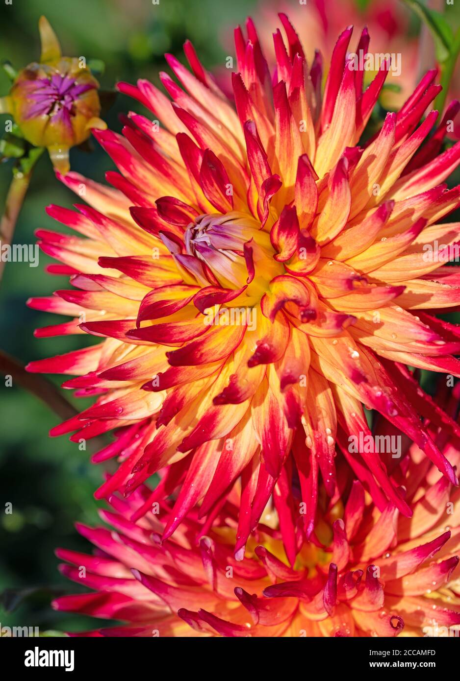 Closeup of dahlias hi-res stock photography and images - Alamy