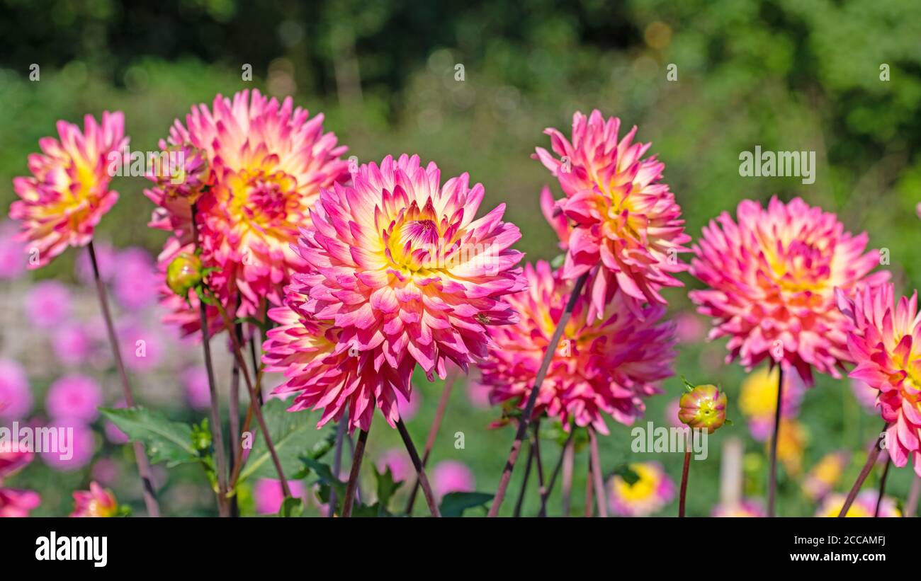 Dahlias hi-res stock photography and images - Alamy
