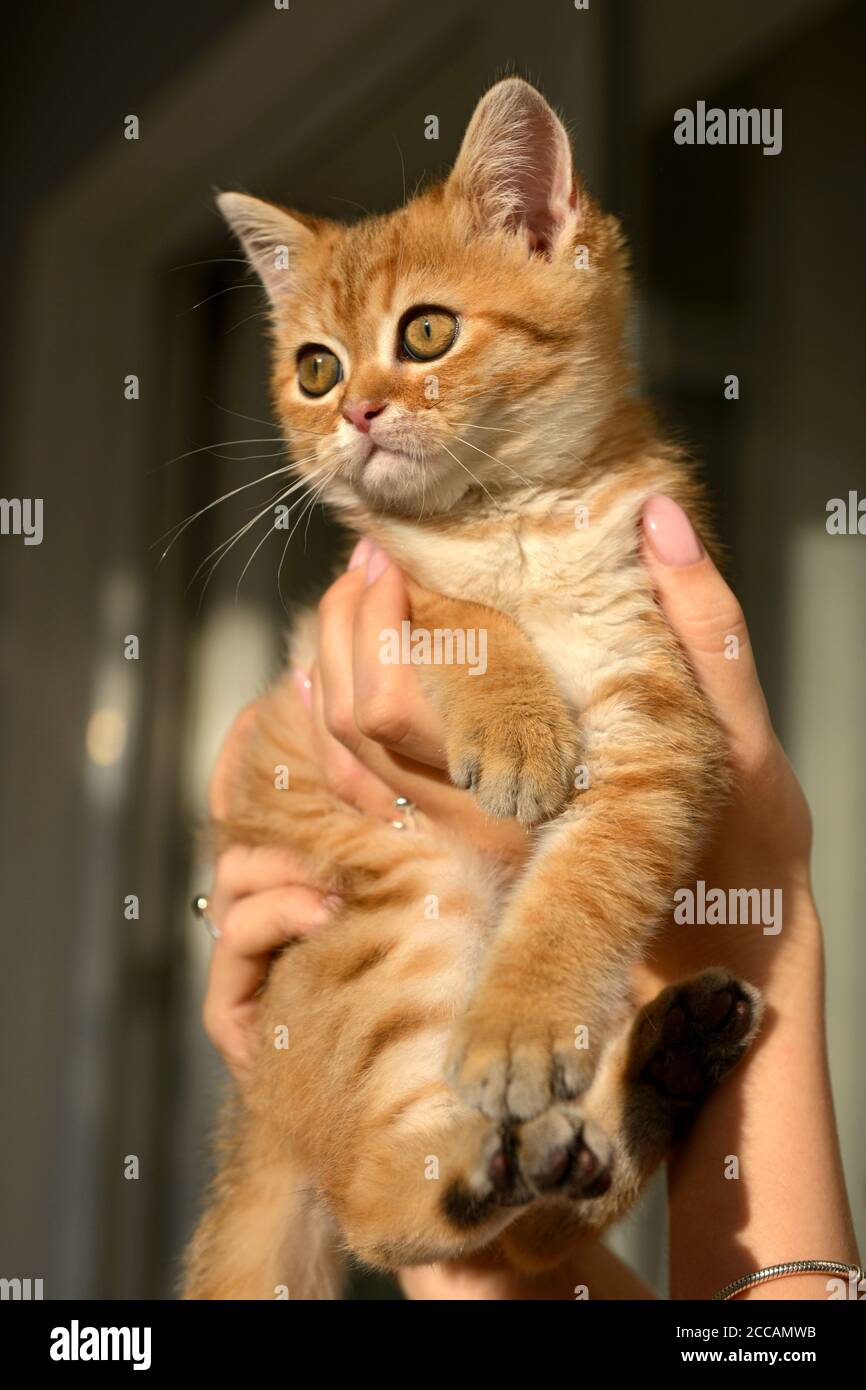Little cute Scottish domestic kitten in girls hand. Cat and child at home. Kitten. Cute red kitten. Animals or pets concept Stock Photo
